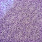 TINY LAVENDER FLORAL FL29